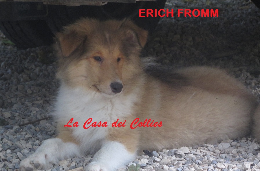 COLLIES ERICH